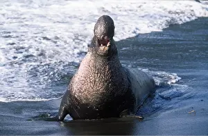 Vocalising: Northern Elephant SEAL - roaring in the surf