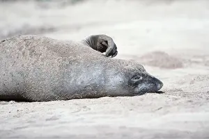 Scratching: Northern Elephant SEAL - scratching head