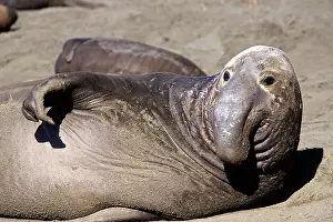 Piedras: Northern Elephant Seal - subadult male looking