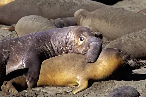 Angustirostris: Northern Elephant Seal - trying to mate whilst