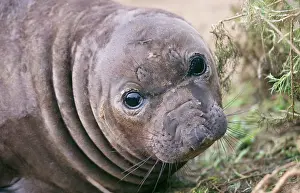 Weaned: Northern Elephant Seal - weaned pup