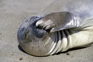 Weaned: Northern Elephant Seal - weaned pup