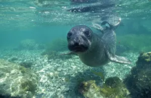 Weaned: Northern Elephant Seal - Weaned Pup learning to swim