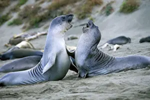 Weaned: Northern Elephant Seal - weaned pups play-fighting