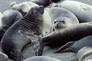 Weaned: Northern Elephant Seal - weaned young on beach