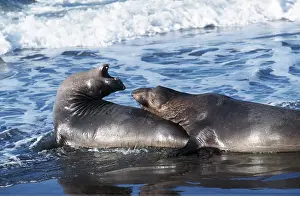 Dominance: Northern Elephant Seal - two young males sparring