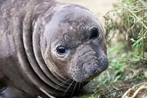 Angustirostris: Northern Elephant Seal - young moulting