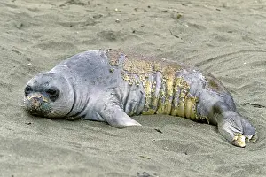 Angustirostris: Northern Elephant Seal - young moulting