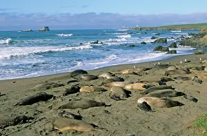 Piedras: Northern Elephant Seals - Colony on beach at Piedras