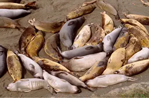 Moulting: NORTHERN ELEPHANT SEALS - Resting on beach during