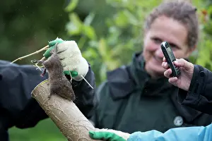 Pipe: Northern / European Water Vole Hole - about to be released