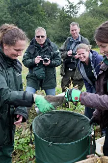 Pipe: Northern / European Water Vole Hole - about to be released