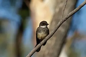 Fantail: Northern Fantail