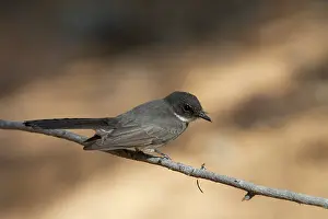 Fantail: Northern Fantail