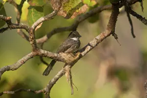 Fantail: Northern Fantail constructing its nest