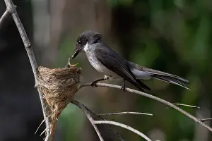 Fantail: Northern Fantail - With food for a small chick -