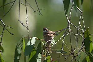 Fantail: Northern Fantail - at its nest