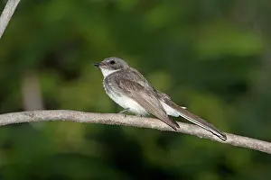 Fantail: Northern Fantail - perched on a branch