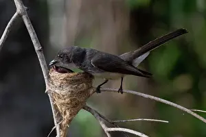 Sack: Northern Fantail - Removing a faecal sac from a