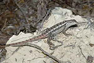 Undulatus: Northern fence lizard