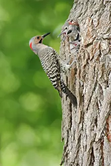 Flicker: Northern Flicker