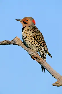 Flicker: Northern Flicker