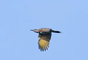 Flicker: Northern Flicker