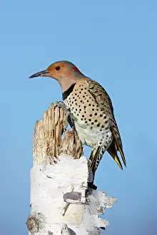 Flicker: Northern Flicker