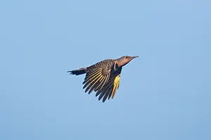 Flicker: Northern Flicker