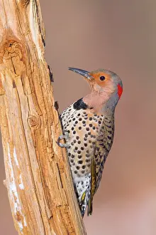 Flicker: Northern Flicker