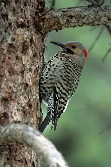 Flicker: Northern Flicker