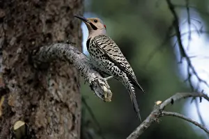 Flicker: Northern Flicker