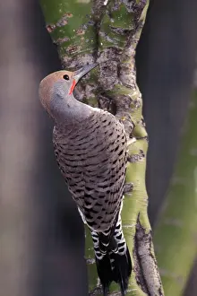 Yellowhammer: Northern Flicker