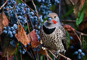 Flicker: Northern Flicker