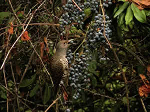 Flicker: Northern Flicker