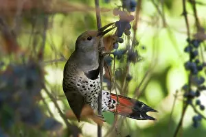 Flicker: Northern Flicker