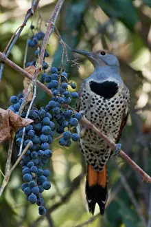Flicker: Northern Flicker