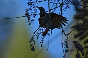 Flicker: Northern Flicker