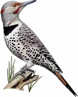 Yellowhammer: Northern Flicker