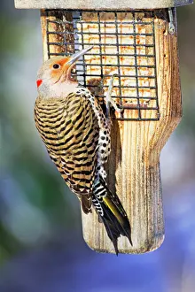 Flicker: Northern Flicker - Adult female on suet feeder