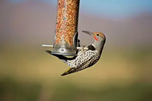 Flicker: Northern Flicker - on bird feeder