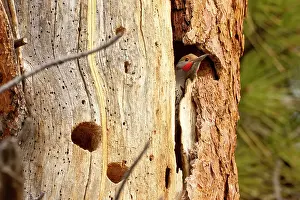 Checks: A Northern Flicker (Colaptes auratus) checks