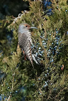 Flicker: Northern Flicker Eating Berries