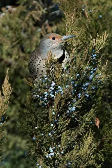 Flicker: Northern Flicker Eating Berries