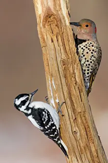 Flicker: Northern Flicker - with female Hairy Woodpecker