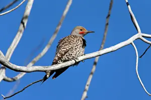 Flicker: Northern Flicker Grand Teton National Park, Wyoming