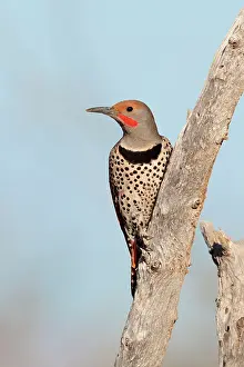 Flicker: Northern Flicker - male red-shafted race