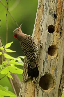 Flicker: Northern Flicker at nest