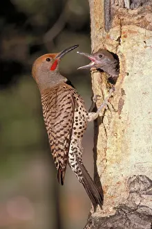 Flicker: Northern flicker at nest