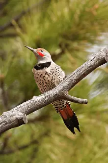 Rick: A Northern Flicker (red-shafted) (Colaptes
